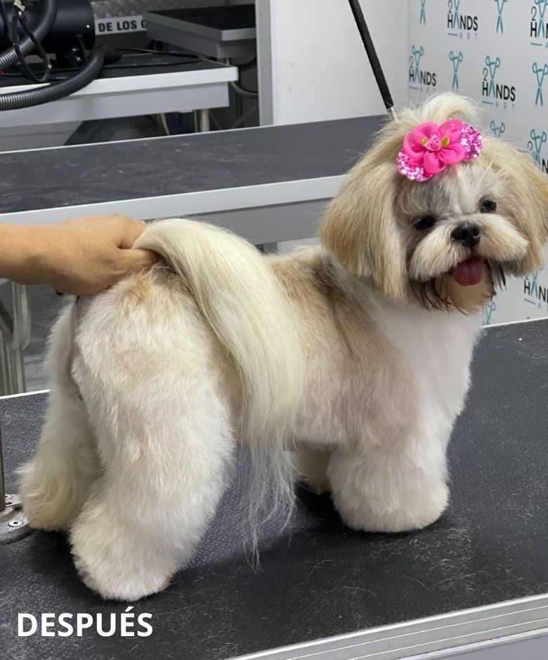 cortes de pelo para perros shih tzu