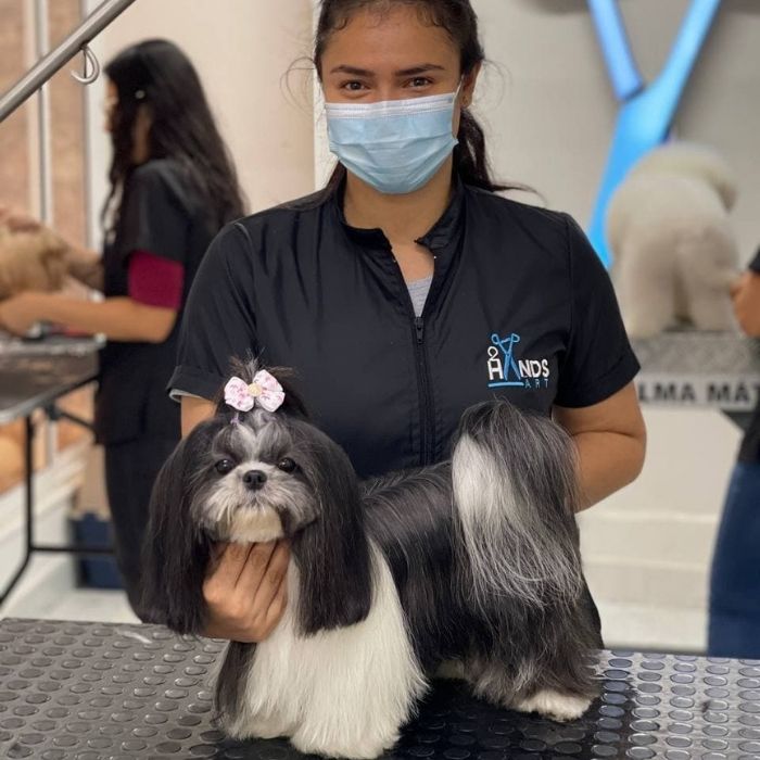 cortes de pelo para perros shih tzu